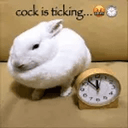 cock