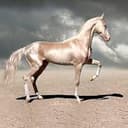 Akhal-Teke