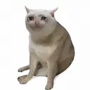 CASHCAT