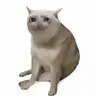 CASHCAT