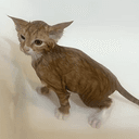 lasercat