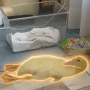 ピヨ