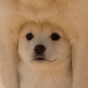 dog²