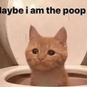 poopcat