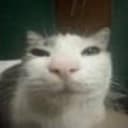 gustav