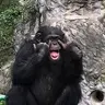 渝辉