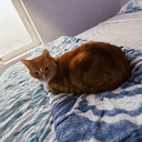 Hobbes