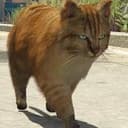GATO