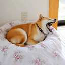 POPDOGE