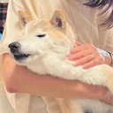 Ringo-chan