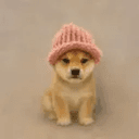 COZYSHIBA