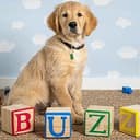 BUZZ
