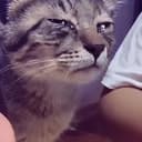 SadCat