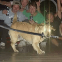 dogtana