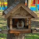 squirrel