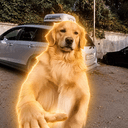 GDOG