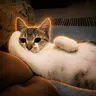 chillcat