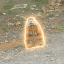 Groundhog