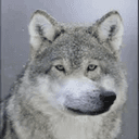 Wofl