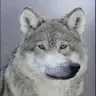Wofl