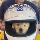 HALO