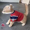 哈兰猫