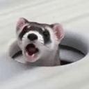 POPFERRET