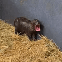 TINYTANK