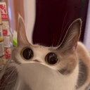MEEP