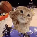 ballcat