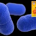 listeria