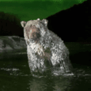POLARBEAR