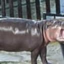 Korat