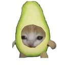 avocadocat