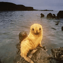 Seal