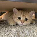 UNDERCAT