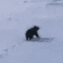 Ursa