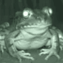 GNORF