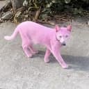 $PURPLCAT