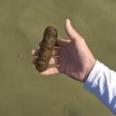 poop