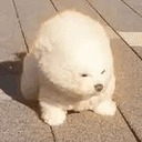 진주