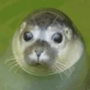 Walruse
