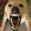 dDOG
