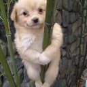 KPUP