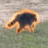 Jimothy
