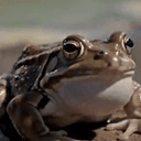 TOAD