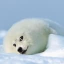 SOGE