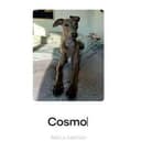 Cosmo
