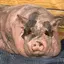 Waddles