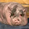Waddles